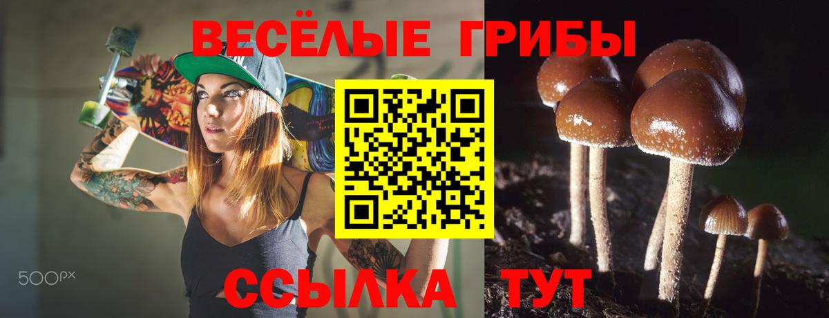 Псилоцибиновые грибы Cubensis Киселёвск